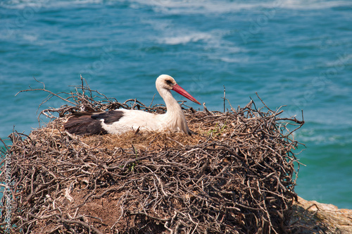 Nesting Stork, Rota Vicentina, Portugal photo