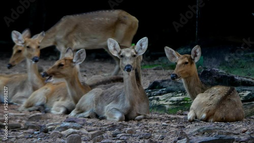 barasingha or swamp deer looking at the camera at the zoo. Swamp deer is a deer species distributed in the Indian subcontinent. photo