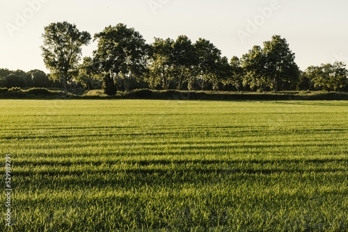 Rizière en Camargue, France.