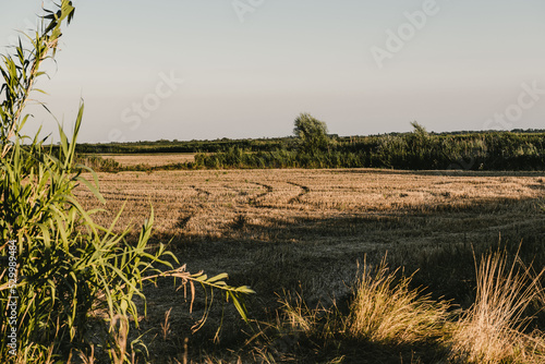 Champ de blé dur moissonné, Camargue, France.
