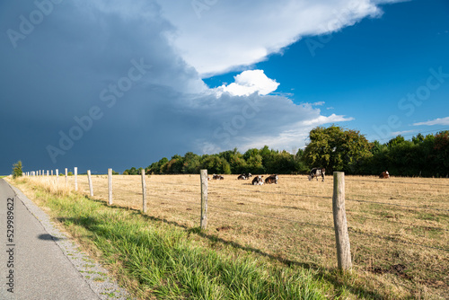 Sécheresse, canicule. Praire avec vaches, herbe dessechée. Formation de cumulonimbus d'orage, arrivée de la pluie photo