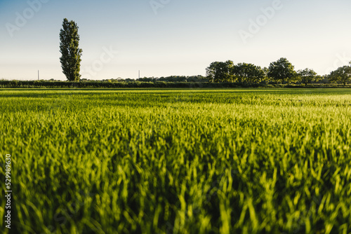 Rizière le soir en Camargue, France.