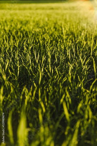 Rizière en Camargue, France.