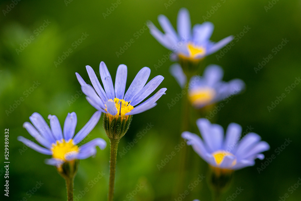 Flower blue Flower blue