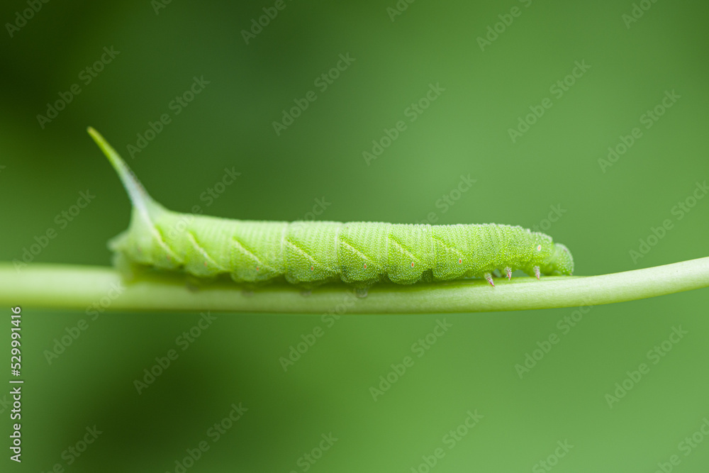 green caterpillar or worm eating leafs,the pests eat and damage.