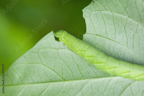 green caterpillar or worm eating leafs,the pests eat and damage.