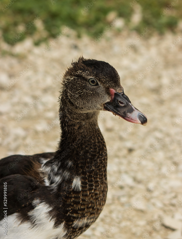 duck with white spots on feathers