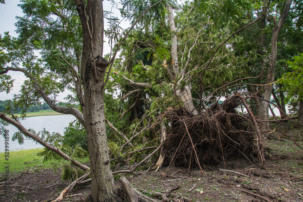 Obraz premium The tree was destroyed by the storm's intensity