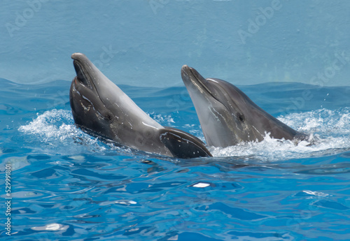 dolphins in the water follow commands