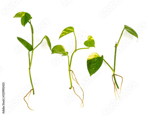 Epipremnum plant isolated on white background. Top view.