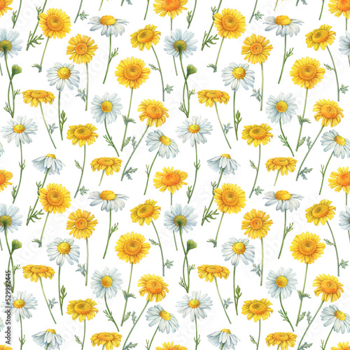 Seamless pattern with meadow  field yellow and white chamomile flowers  cota  daisy  chamomilla  kamilla . Watercolor hand drawn painting illustration  isolated on white background
