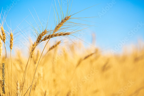 Wheat field against the blue sky. Grain farming  ears of wheat close-up. Agriculture  growing food products.