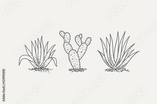 Set of drawn cacti and agave bushes. Desert plant on a light background isolated. Can be used for your design. Vector illustration.