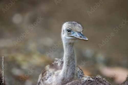 Close up of a young rhea bird / nandu photo