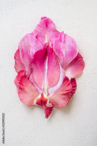 Pink vulva flower on a white background. photo