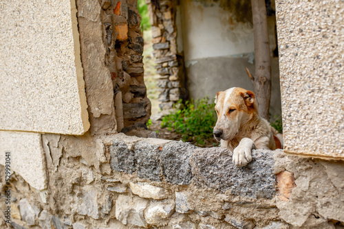 Abandoned animals on the streets of a ruined city, stray dogs near ruined houses. Destroyed and abandoned buildings of the city after the war, bombing, Apocalypse Dead city, ruins, evacuation. © Vera