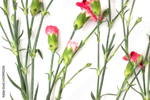 Small bouquet of red carnations on a white background, copy space, Fuchsia carnations in a row isolated on white background. Happy mothers day, womens day, wedding and valentines day. Greeting card