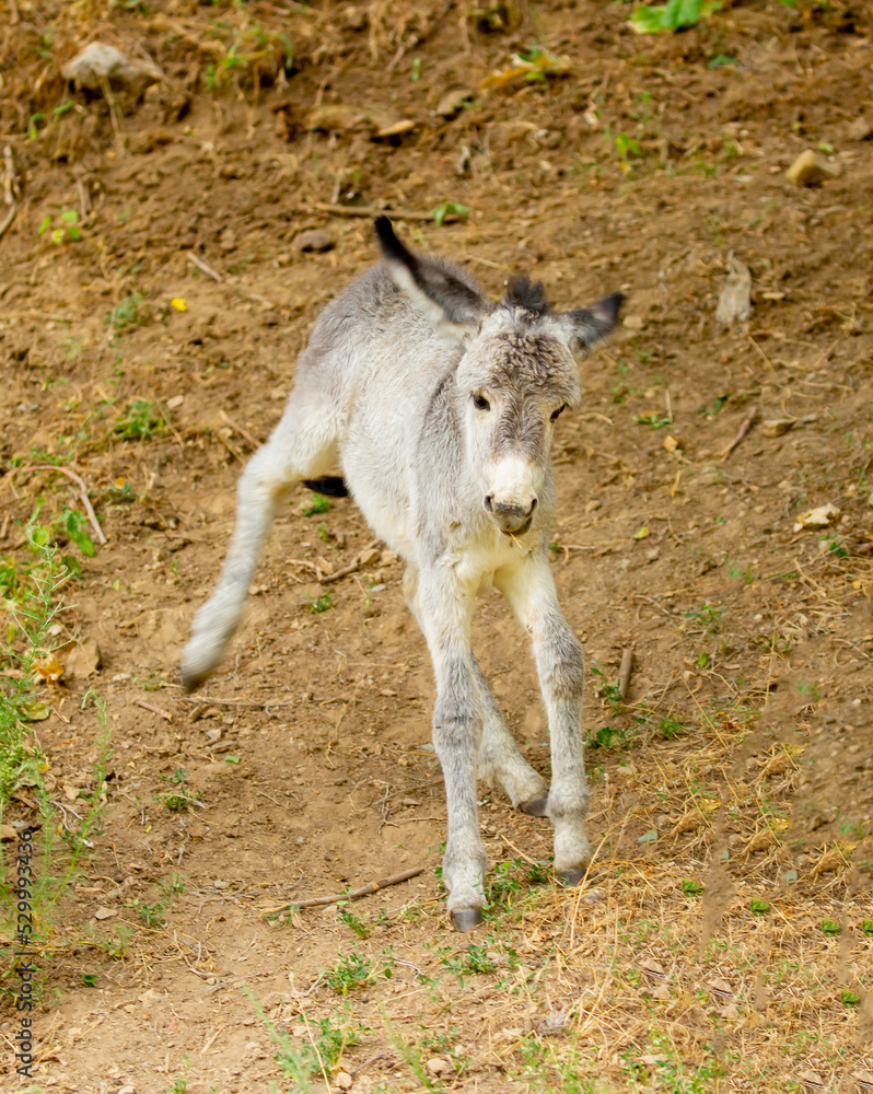 Donkey grazing on a green meadow. Herd of donkeys in the pasture, hardy animals in agriculture. Livestock in the mountains. Donkey grazing on a green meadow. Herd of donkeys in the pasture, hardy animals in agriculture. Livestock in the mountains.