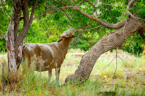 Cows graze on the pasture in the orchard, eating fresh fruits and leaves from the trees. The concept of animal husbandry and organic food.