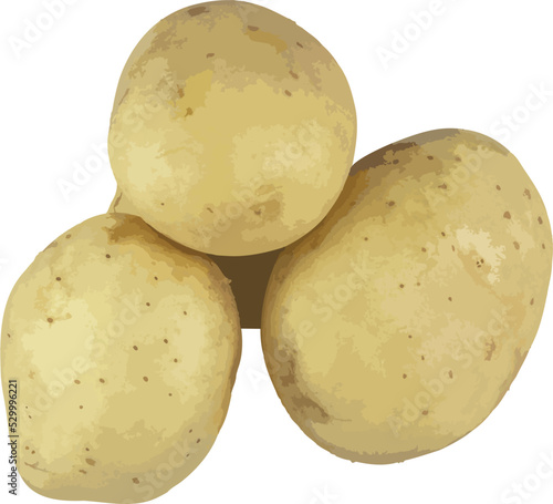 potatoes isolated on white background