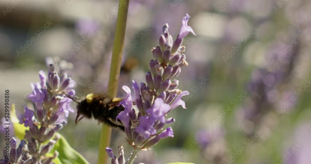 Bumblebee Gathering Pollen on Blooming Lavender Flowers. Gorgeous Summer Scene Bumblebee Gathering Pollen on Blooming Lavender Flowers. Gorgeous Summer Scene