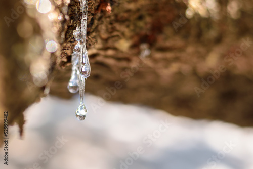 Selective focus on big mastic drops oozes in tears out of the branch of a mastic tree. The resin mastic brightens and twinkles in the sunlight. Vertical pic. Beautiful bokeh background. Chios, Greece. photo