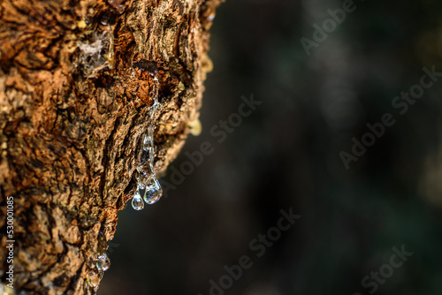 Wallpaper Mural Close up of mastic oozes in tears out of the branch of a mastic tree. Selective focus on the mastic drop brighten and twinkle in the sunlight on the black backround. Chios island, Greece.. Torontodigital.ca
