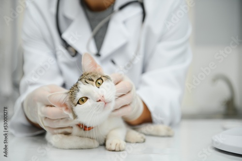 Handsome young veterinarian holding cat in clinic