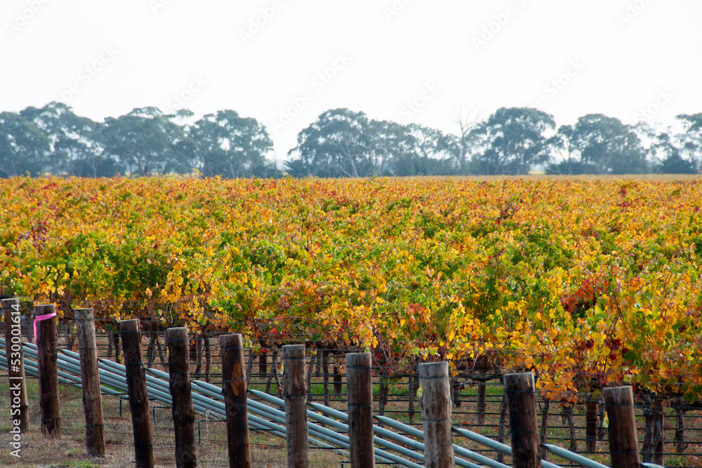 Padthaway Wine Region - South Australia
