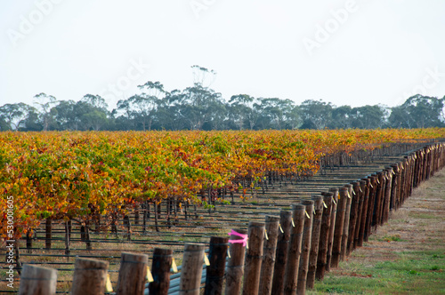 Fototapeta Naklejka Na Ścianę i Meble -  Padthaway Wine Region - South Australia