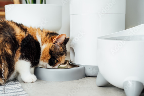Photos Close up multicolor cat eating from automatic smart feeder in cozy home interior