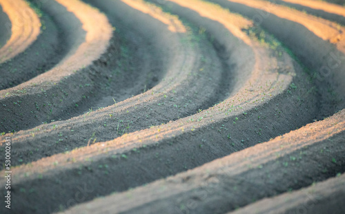 Growing potatoes. Field with ridges with potato planting. The soil in the field. © PhotoRK