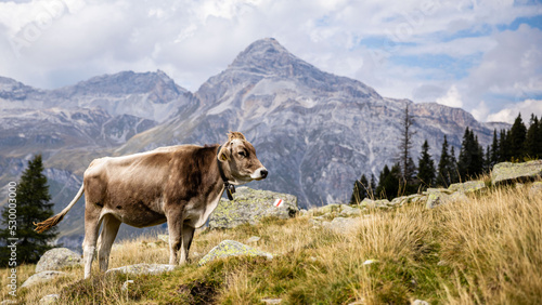 Kühe auf einer Alm in den Alpen