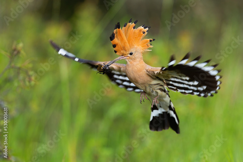Eurasian hoopoe, upupa epops, landing on green meadow in summertime. Colorful bird with crest in flight in summer. Orange feathered animal hovering in the air. © WildMedia