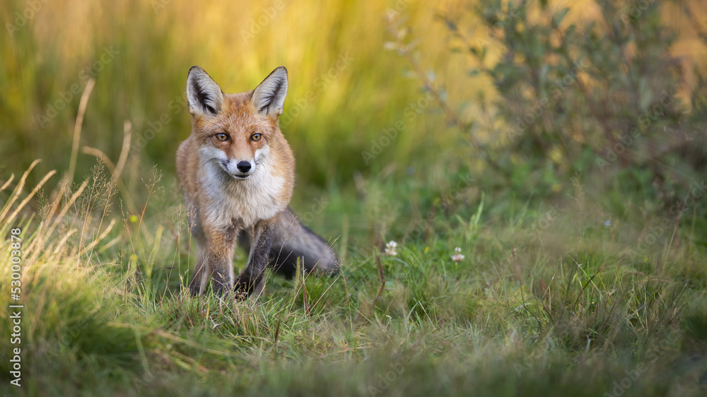 Red fox, vulpes vulpes, coming closer on grassland in summer with copy space. Wild predator approaching on meadow. Orange mammal hunting on glade in summertime.