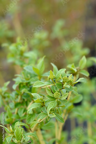 Red osier Dogwood Flaviramea