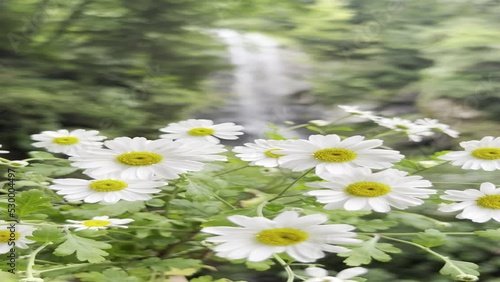 white flowers in the forest with waterfall background (ID: 530004497)
