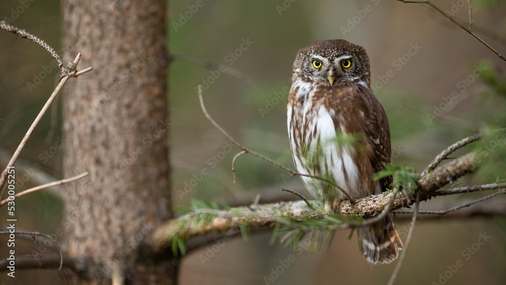 Eurasian pygmy owl, glaucidium passerinum, looking to the camera in forest. Brown and white hunter sitting on tree. Wild bird resting in branch in woodland. Eurasian pygmy owl, glaucidium passerinum, looking to the camera in forest. Brown and white hunter sitting on tree. Wild bird resting in branch in woodland.
