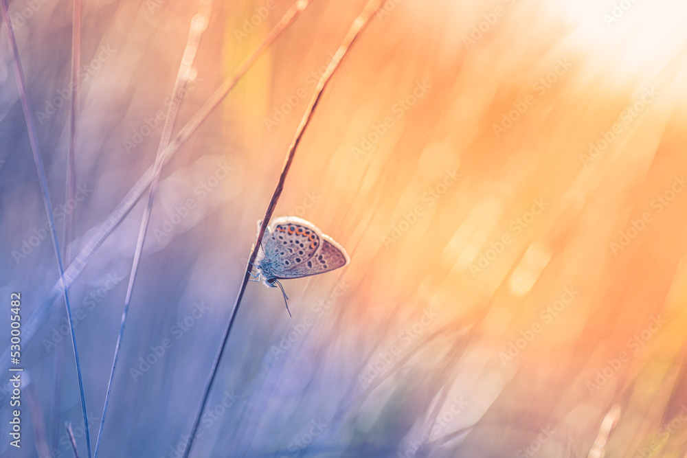 Fototapeta premium Sunset nature meadow field with butterfly as spring autumn background concept. Beautiful dry grass meadow sunset scenic. Amazing inspire nature closeup. Beauty natural colors, dream fantasy macro