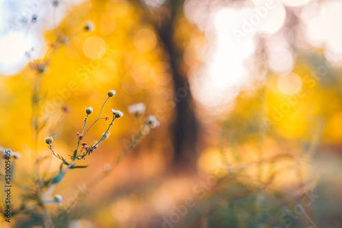 Abstract soft focus sunset field landscape of wild white flowers grass meadow warm golden hour sunset sunrise time. Tranquil spring summer nature closeup and blurred forest background. Idyllic nature © icemanphotos