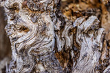 Driftwood detail, dry tree bark texture and background, nature concept. Abstract natural textured background. Artistic nature wallpaper design