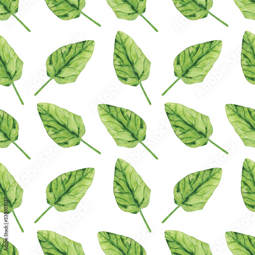 Watercolor Spinach leaf seamless pattern on white background. Greenery hand drawing illustration. Healthy food.