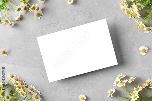 Blank greeting card in frame made of white chamomile or camomile flowers on gray background. Mock up. Flat lay