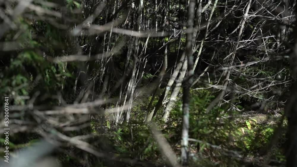 Dark mysterious forest. The camera moves in slow motion to the right Dark mysterious forest. The camera moves in slow motion to the right