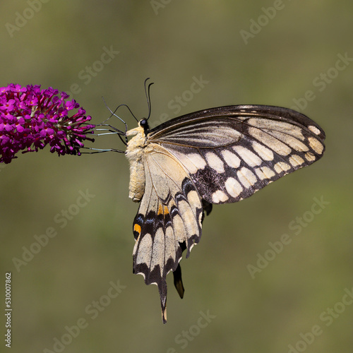Giant Swallowtail nectaring on butterfly bush - Grand Bend, Ontario, Canada photo