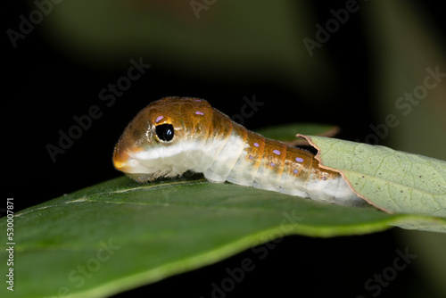 Cuadro en lienzo A Spicebush Butterfly larva (Papilio troilus) avoids predation by constructing a