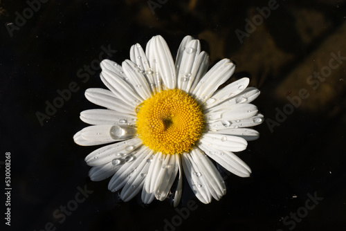 Daisy chamomile flowers on wooden background. View with copy space