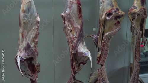 Hooked half cattle carcasses at the slaughterhouse. photo