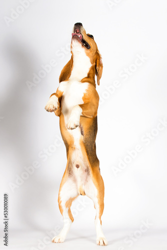 Fototapeta Naklejka Na Ścianę i Meble -  funny dog stands on its hind legs and asks, beagle breed