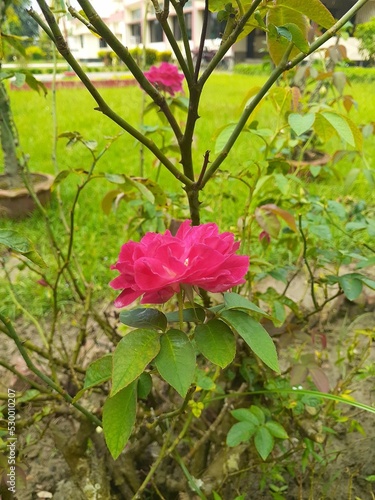 Shrub plants with beautiful blossom rose flower garden